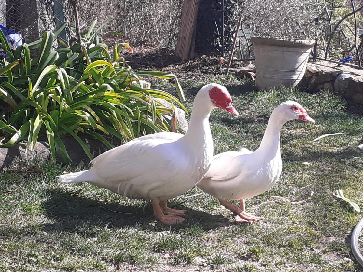 Gite Du Prinas Greolieres Exterior foto